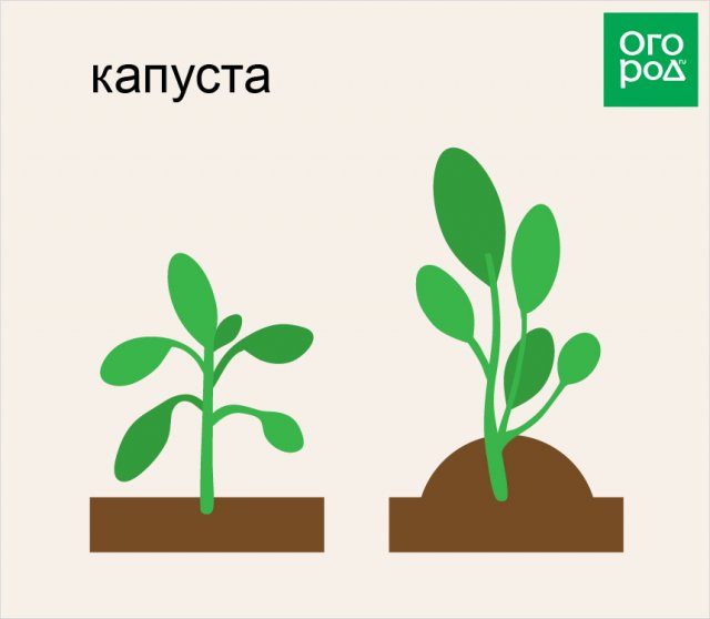 Как правильно окучивать растения на грядках – все "за" и "против" 