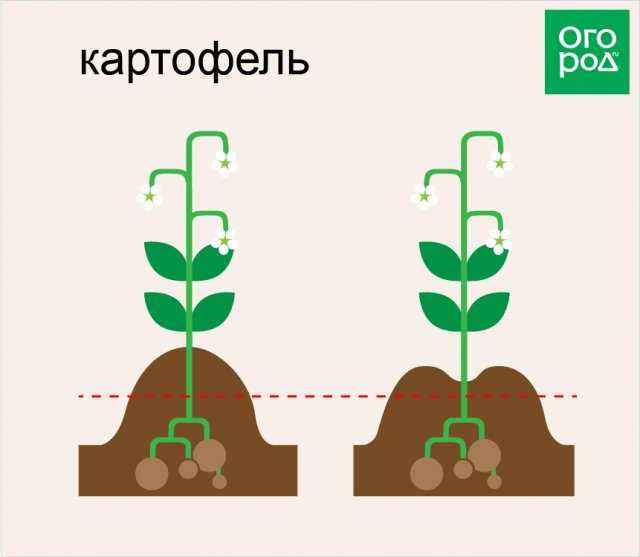 Как правильно окучивать растения на грядках – все "за" и "против" 