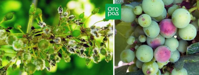 Милдью винограда – описание, фото, симптомы, препараты для лечения 