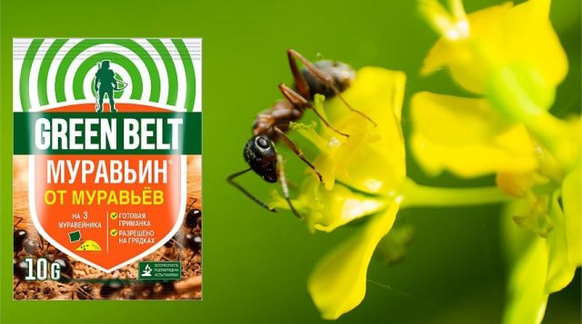 Муравейники в цветнике и на газоне: как избавиться, не выкапывая 