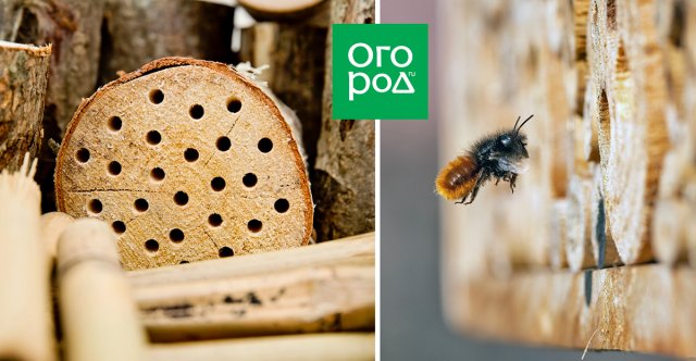 Пчел не видно: оставят ли холодная весна и начало лета нас без урожая 