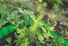 Почему жимолость почти не цветет и дает мало ягод