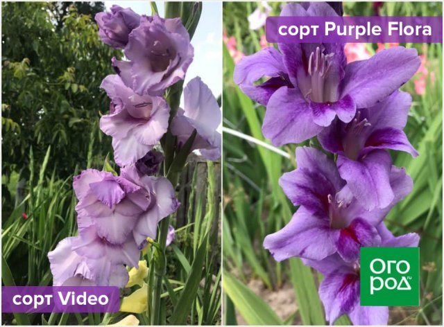 5 простых правил для шикарных гладиолусов &ndash; советует коллекционер 