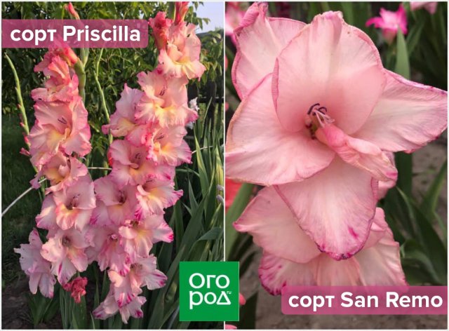 5 простых правил для шикарных гладиолусов &ndash; советует коллекционер 