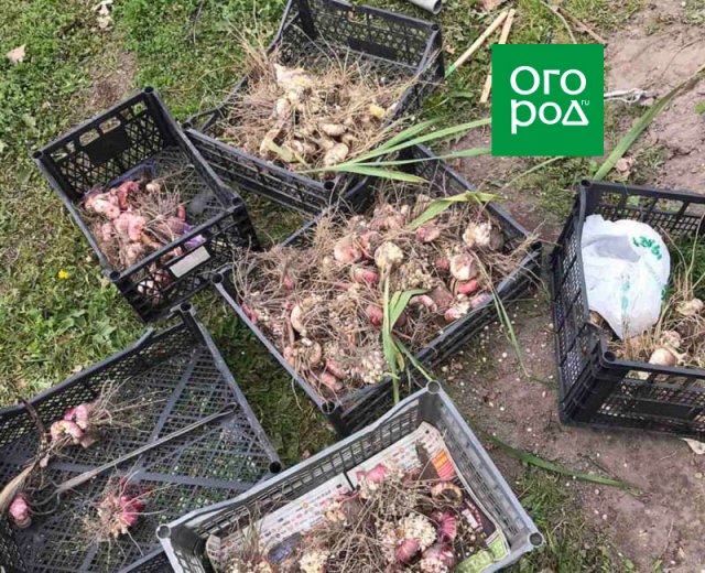 5 простых правил для шикарных гладиолусов &ndash; советует коллекционер 