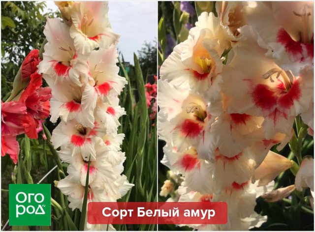 5 простых правил для шикарных гладиолусов &ndash; советует коллекционер 