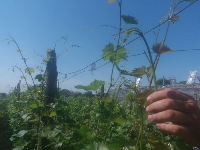 Что обрезать на винограде летом, чтобы ягоды не остались "с горох" 