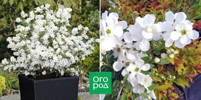 Экзохорда: описание, сорта, советы по выращиванию 