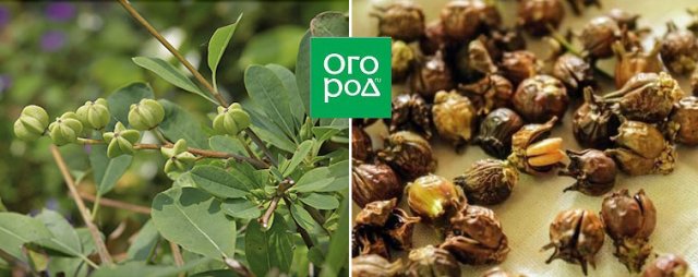 Экзохорда: описание, сорта, советы по выращиванию 