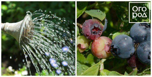 Голубика в идеальном порядке – секреты правильной посадки и ухода