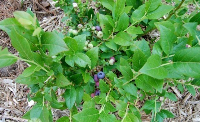 Голубика в идеальном порядке – секреты правильной посадки и ухода