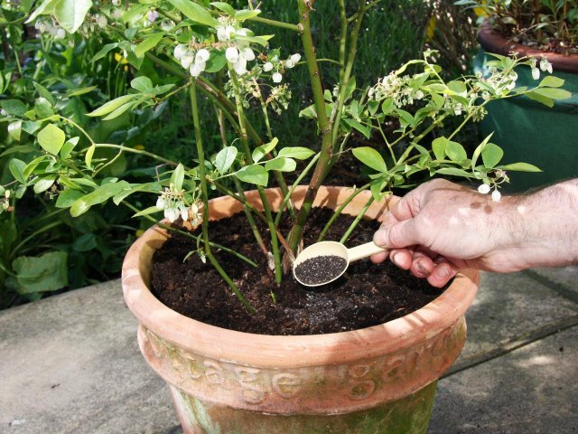 Голубика в идеальном порядке – секреты правильной посадки и ухода