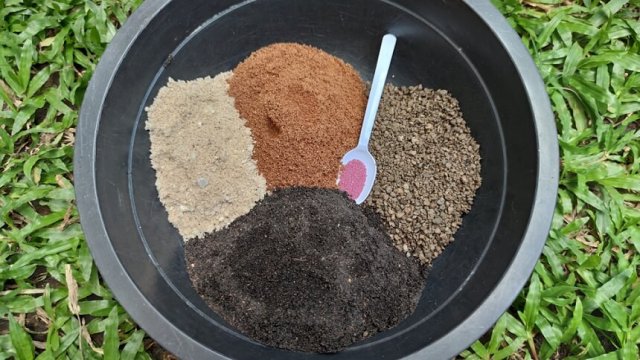 Клумба из кактусов и суккулентов 