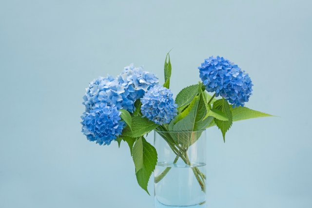 Куда девать испорченный сахар: 7 вариантов применения на даче 