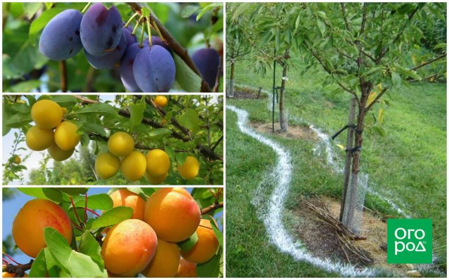 Лучшие летние подкормки: 25 самых популярных культур 
