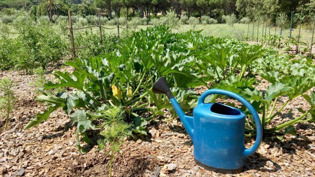Лучшие летние подкормки: 25 самых популярных культур 