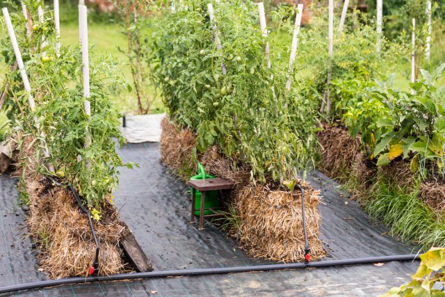Овощи на соломе: 5 культур, которые отлично растут без грядок 