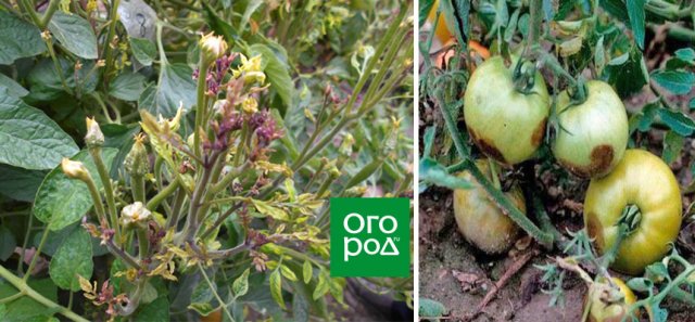 Пятна на плодах томата: болезнь или особенность сорта 