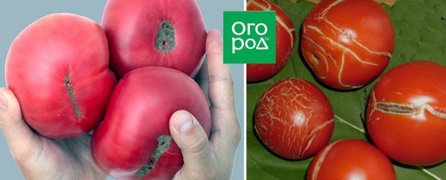 Пятна на плодах томата: болезнь или особенность сорта 