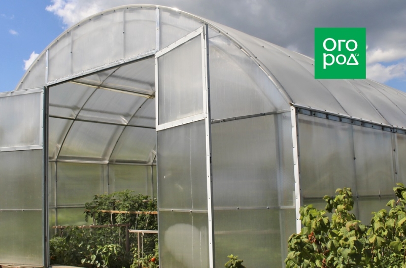 Почему не созревают томаты в теплице и открытом грунте 