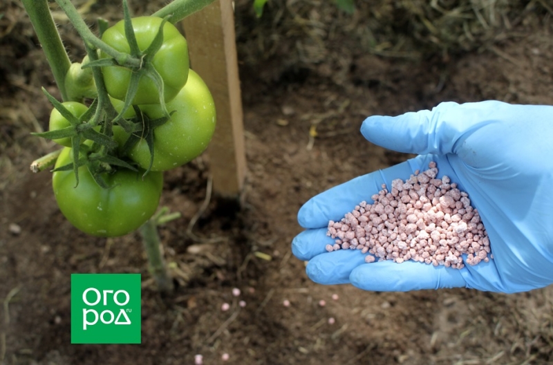 Почему не созревают томаты в теплице и открытом грунте 