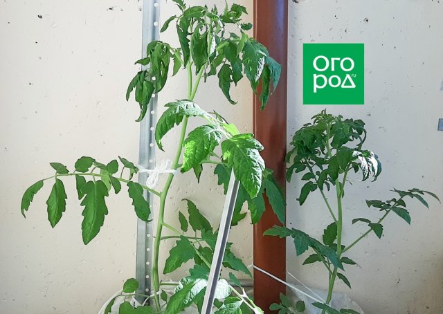 Почему скручиваются листья у томатов и что надо делать 