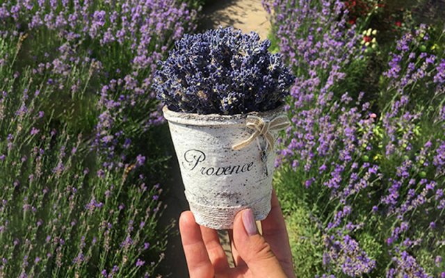 Поделки из лаванды: общие правила и оригинальные идеи 