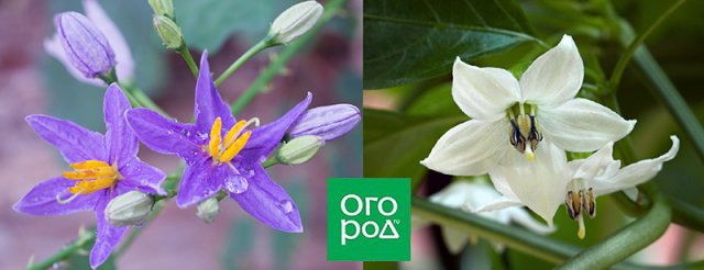 Температурные секреты опыления – не останьтесь без урожая! 