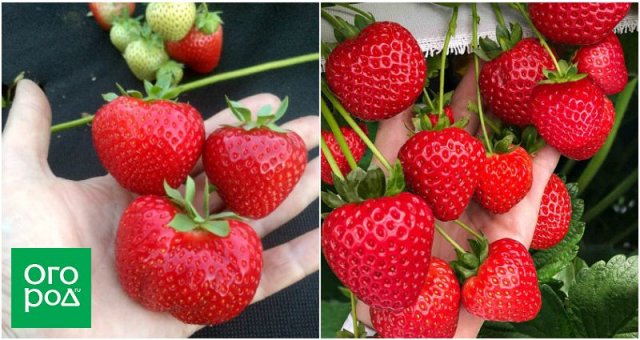 15 сортов клубники, которые стоит посадить в этом году: сладкой, крупной, неприхотливой 