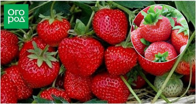 15 сортов клубники, которые стоит посадить в этом году: сладкой, крупной, неприхотливой 