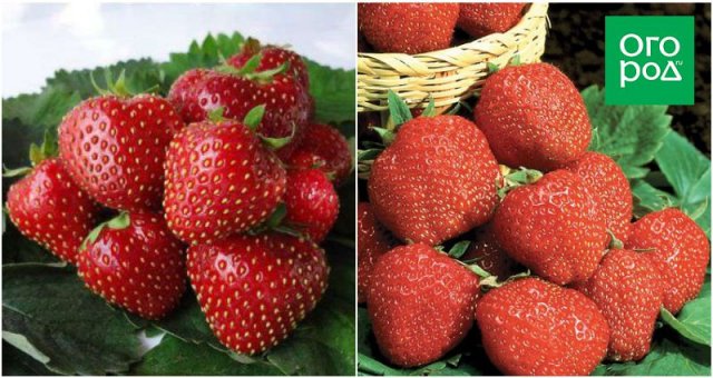 15 сортов клубники, которые стоит посадить в этом году: сладкой, крупной, неприхотливой 