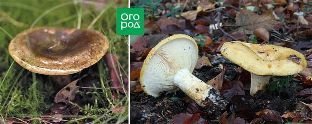 6+ грибов, которые опознает даже ребенок: начинаем "тихую охоту" безопасно 