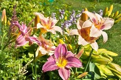 6 простых клумб, которые можно посадить прямо сейчас 