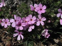 6 простых клумб, которые можно посадить прямо сейчас 