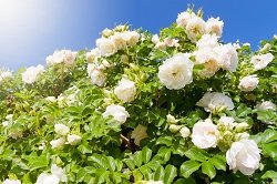 6 простых клумб, которые можно посадить прямо сейчас 