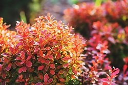 6 простых клумб, которые можно посадить прямо сейчас 