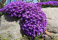 6 простых клумб, которые можно посадить прямо сейчас 