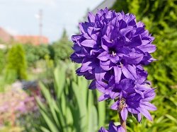 6 простых клумб, которые можно посадить прямо сейчас 