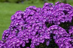 6 простых клумб, которые можно посадить прямо сейчас 