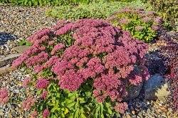 6 простых клумб, которые можно посадить прямо сейчас 