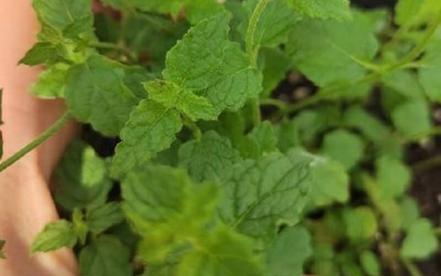 6 сортов мяты, которые удивят своим вкусом 