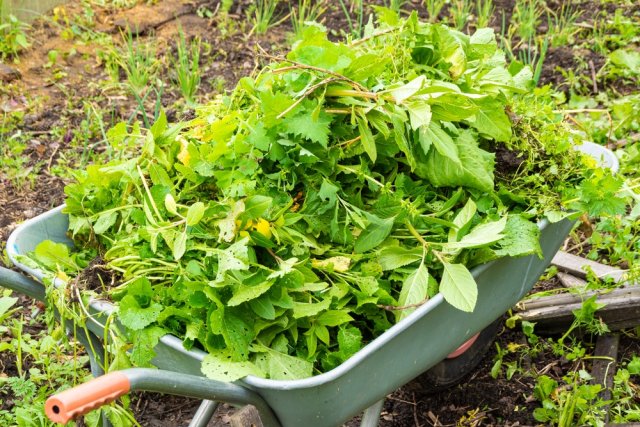 7 народных подкормок, которые реально работают 