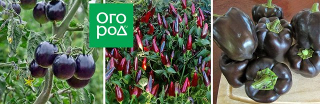 Есть вопрос: Как определить зрелость овощей с необычной расцветкой? 