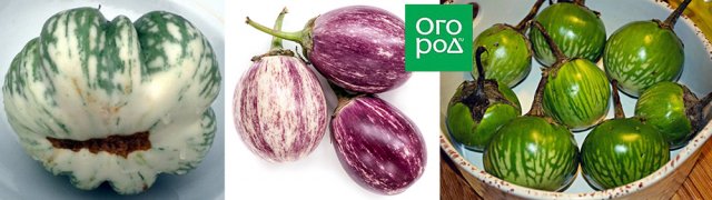 Есть вопрос: Как определить зрелость овощей с необычной расцветкой? 