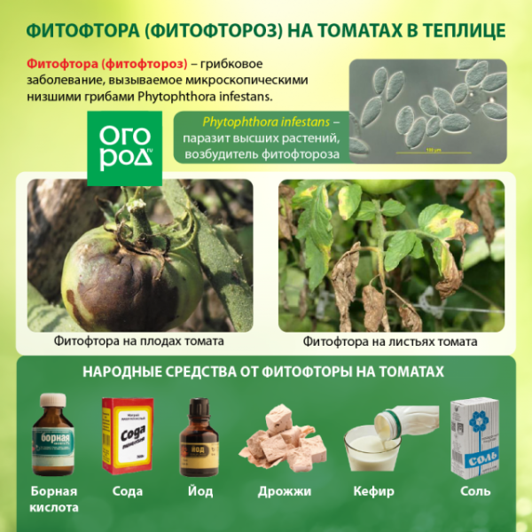 Как бороться с фитофторой на помидорах в теплице – чем и как обработать кусты 