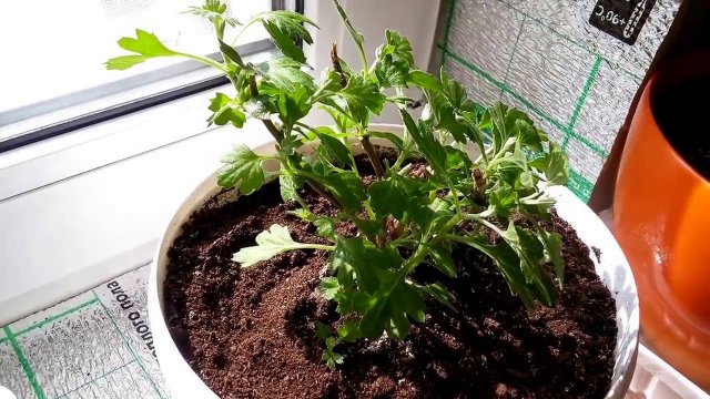 Какие однолетники можно сохранить дома зимой 