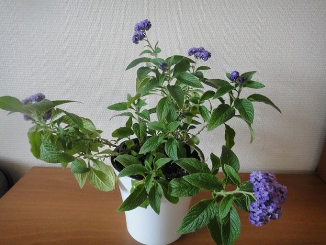 Какие однолетники можно сохранить дома зимой 