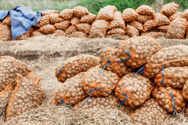 Когда копать картофель, или Как определить, что картошка уже созрела 