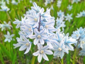 Сроки высадки луковичных (таблица) 