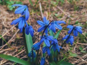 Сроки высадки луковичных (таблица) 
